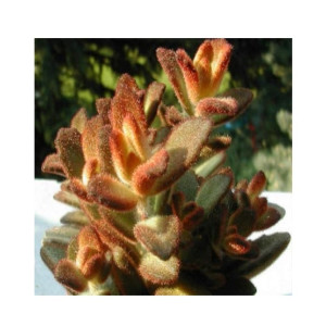 Husmah Chocolate Soldier Succulent Seeds