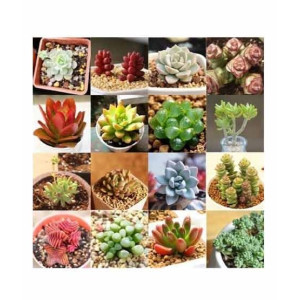 HusMah Mix Succulent Seeds
